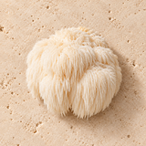 Lion’s Mane